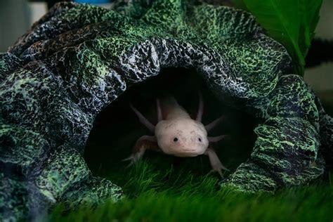 oxyotl fish|Axolotl Care Guide & Habitat Setup For Beginners.